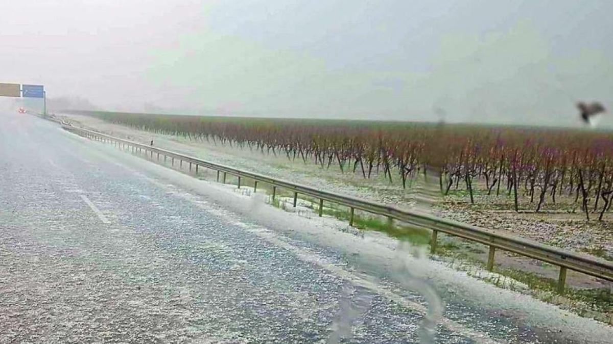 dezastru-pentru-viticultorii-din-germania--grindina-si-ploile-abundente-distrug-recoltele