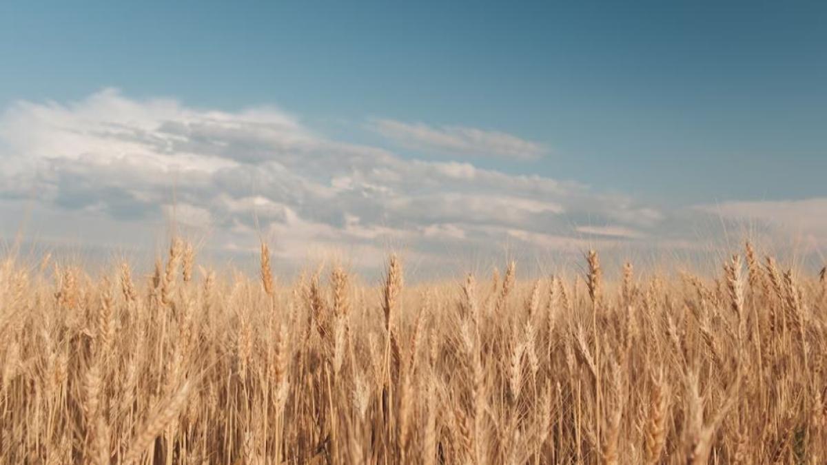 importurile-de-cereale-si-alte-produse-alimentare-din-ucraina--interzise-de-polonia