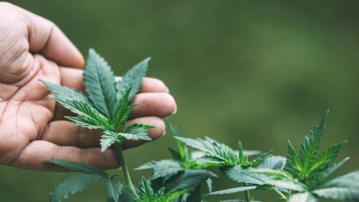 un-profesor-roman-cultiva-cannabis-intr-o-sera--barbatul-este-cercetat-pentru-trafic-de-droguri-de-risc