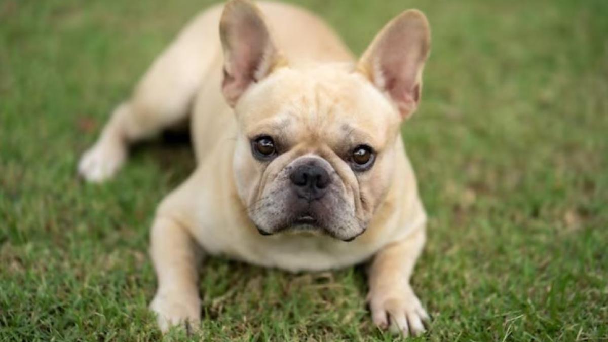 italia--un-roman--la-un-pas-sa-fi-linsat-dupa-ce-a-vrut-sa-fure-doi-catei-de-rasa-dintr-o-curte