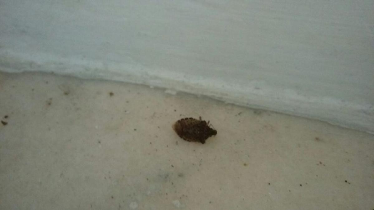 gandac_puturos_65070800