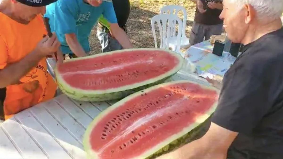 un-spaniol-a-cultivat-un-pepene-verde-de-75-5-kg---nu-exista-ingrasamant-secret-sau-miraculos