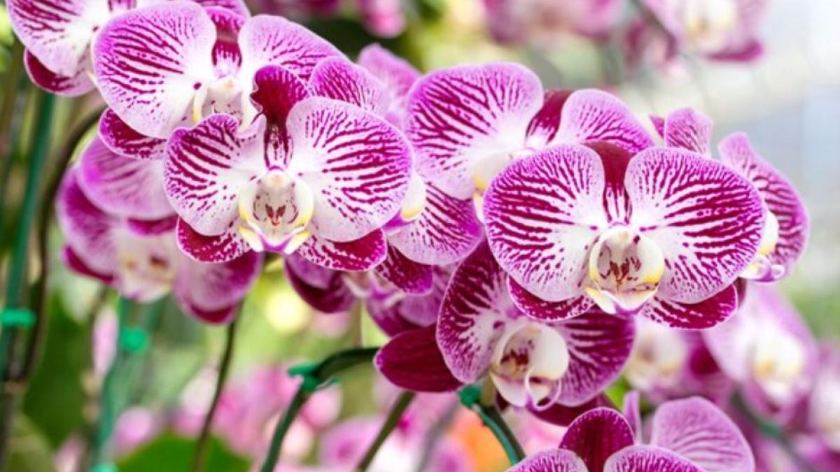 orhideea-va-inflori-pe-tot-parcursul-anului--daca-urmezi-sfatul-gradinarilor-cu-experienta
