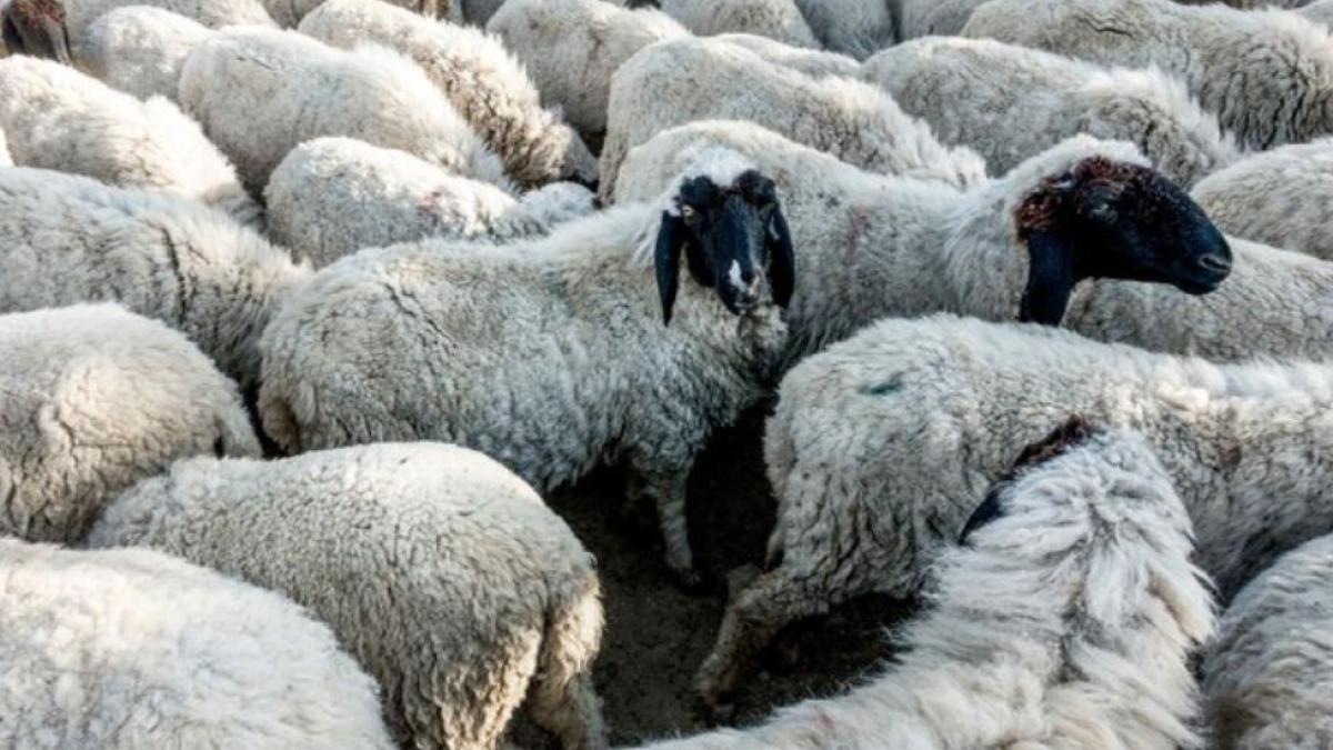 roman-tinut-ostatic-de-doi-greci--l-au-pus-sa-lucreze-la-o-stana-si-i-au-dat-doar-300-de-euro