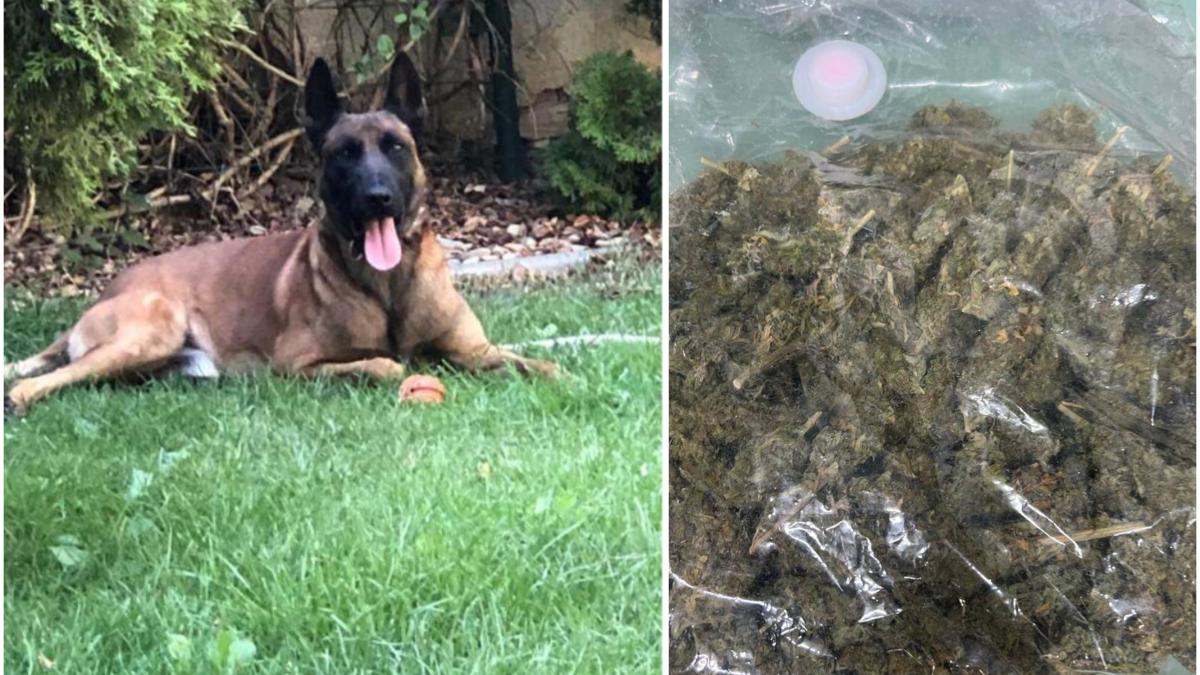 cainele-athos-captura-cannabis