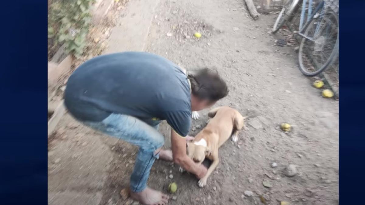 caine-muscat-de-stapanul-sau