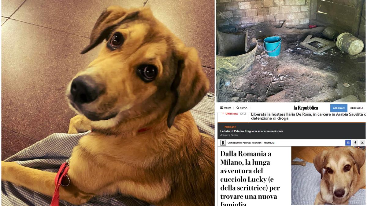 poveste-lucky-catelus-salvat-de-scriitoare-italianca-main