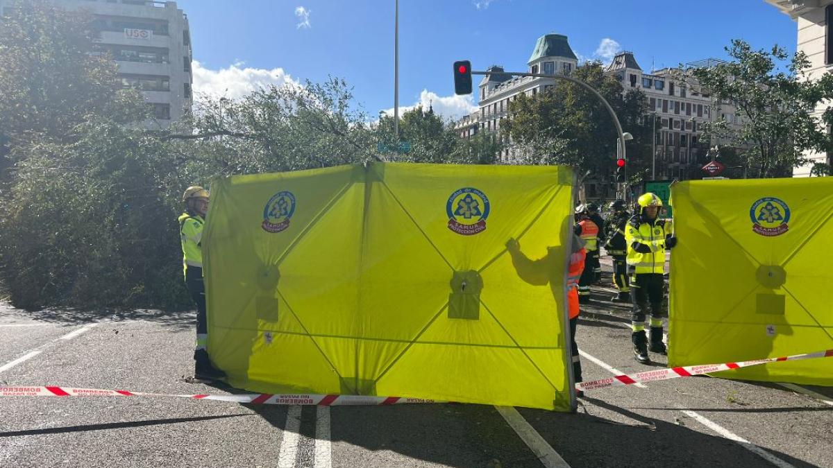 o-tanara-din-madrid--ucisa-de-un-copac--doborat-de-rafalele-de-vant