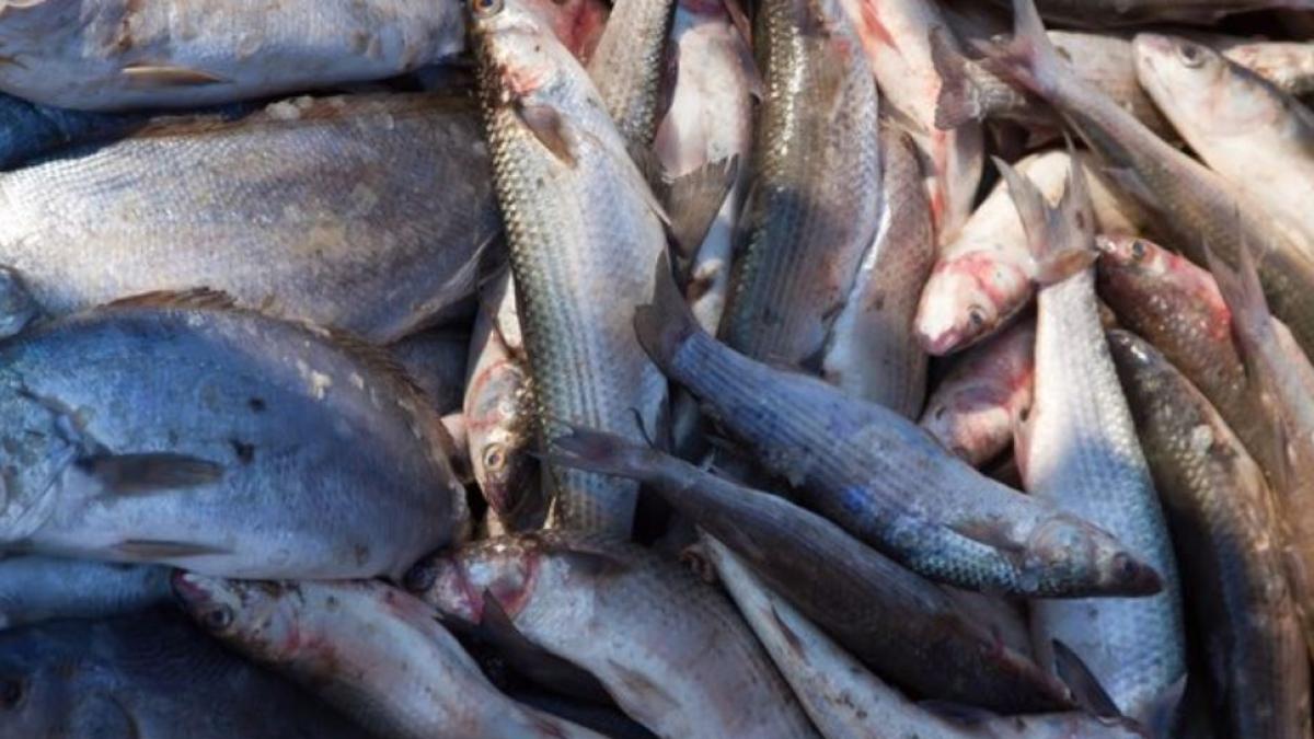 un-roman-prins-cu-sute-de-kilograme-de-peste-in-masina--politistii-de-frontiera-au-reactionat-imediat