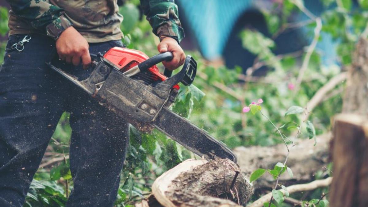 accident-mortal-de-munca--un-tanar-roman-din-austria--zdrobit-de-copacul-pe-care-l-a-taiat_67166400