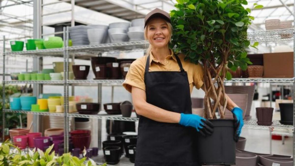 ingrijeste-corect-ficusul-in-timpul-ierni--din-cauza-unor-greseli-planta-poate-pierde-o-multime-de-frunze_74048800