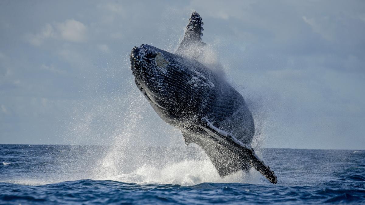 corpul-unei-balene-uriase-de-16-metri--gasit-pe-o-plaja-din-anglia_26429300