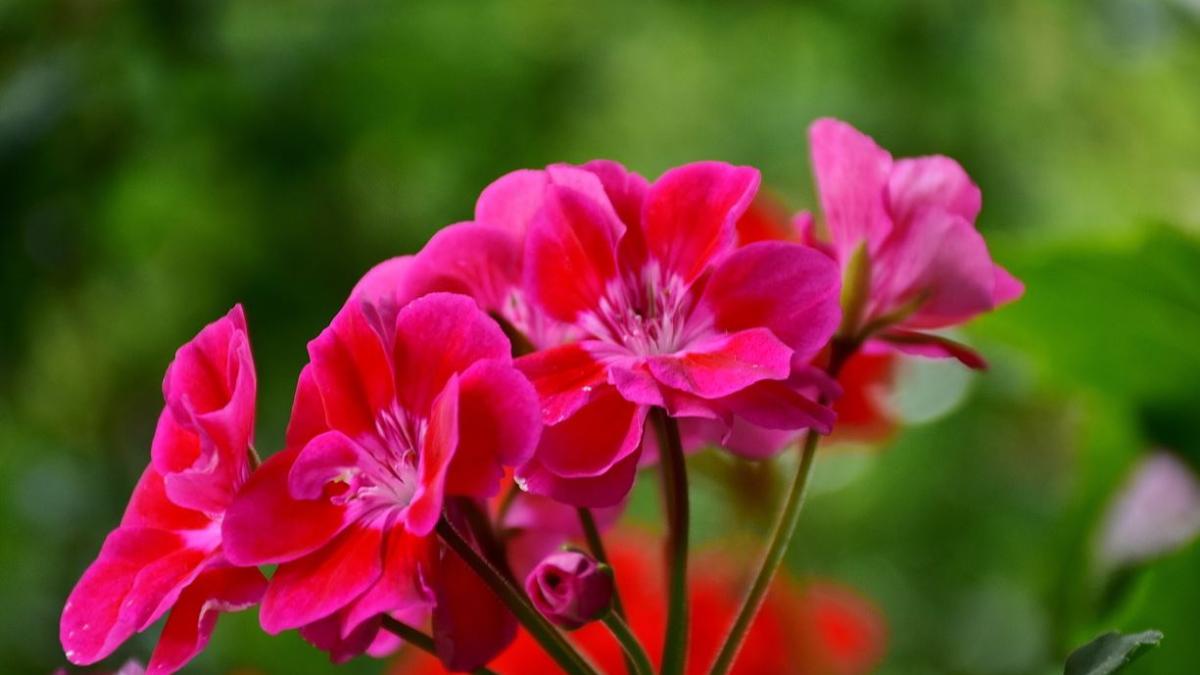 muscata-trebuie-ingrijita-corect-iarna--doua-ingrasaminte-naturale-eficiente-pentru-un-rezultat-excelent_88753400