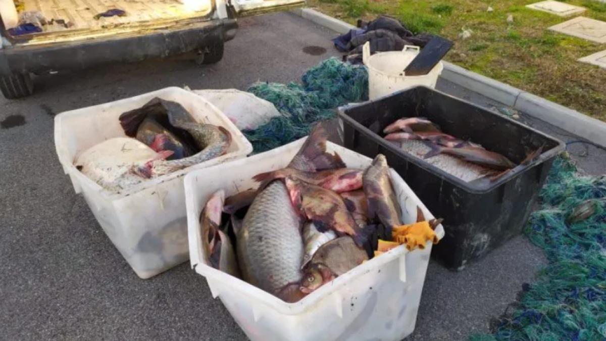 peste-braconieri-roani_75253200