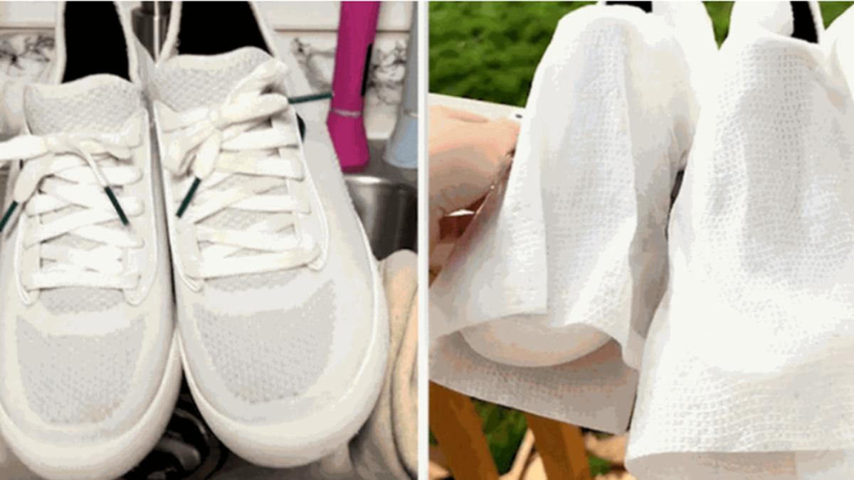 truc-albire_02726600