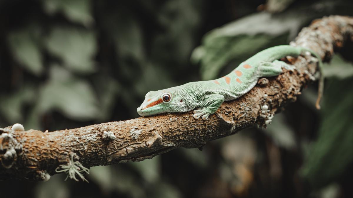o-femeie-a-gasit-o-soparla-vie-intr-un-pachet-de-broccoli---este-un-miracol-ca-a-supravietuit_91276300
