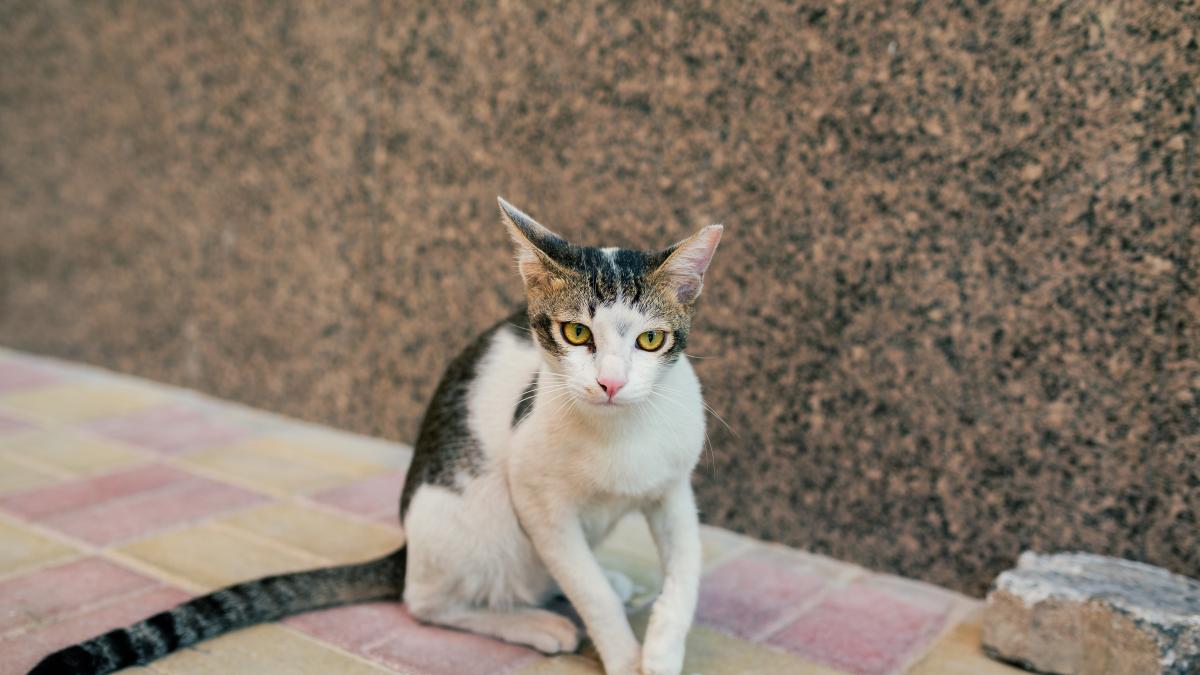 o-pisica-salvata-dintr-un-incendiu-a-intrat-din-nou-in-foc-pentru-ca-in-casa-avea-pui_92723100