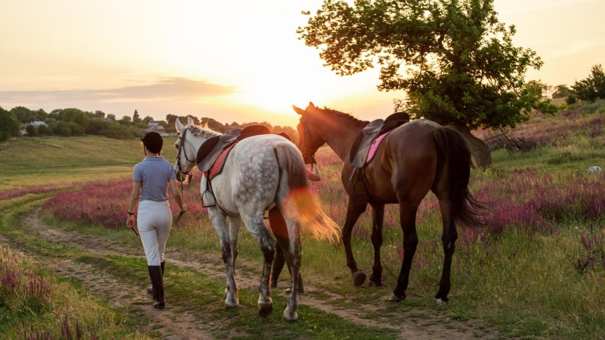 two-woman-two-horses-outdoor-summer-happy-sunset-together-nature_95714200