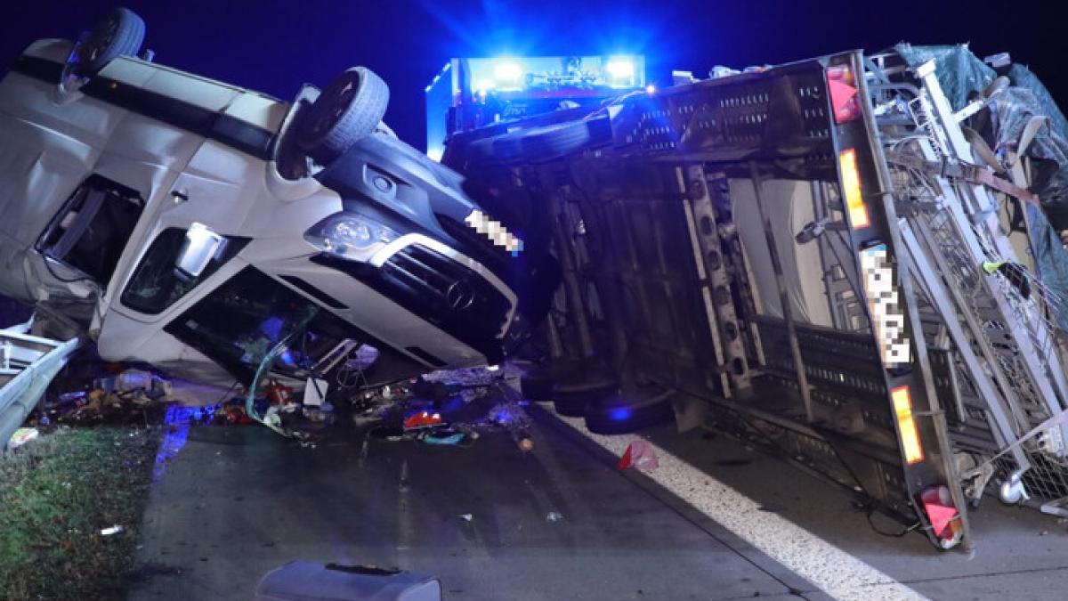 duba-romaneasca-a14-germ_94113700