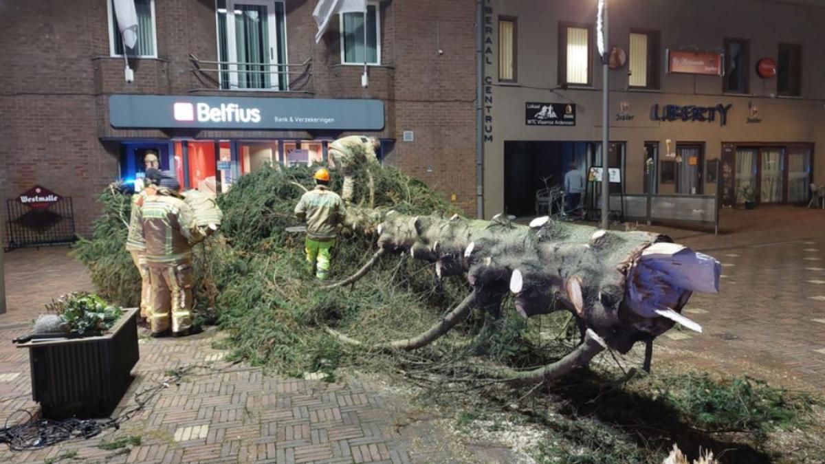 un-alt-brad-craciun-s-a-prabusit-intr-o-piata-din-belgia--primar---ne-gandim-daca-ar-trebui-sa-investim-in-brazi-atat-de-inalti_96363200