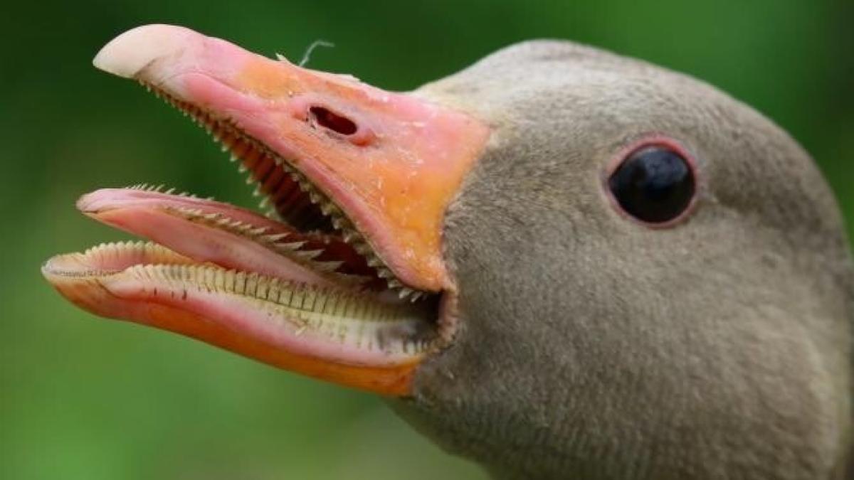 criza-foie-gras-franta_05921500_55211400