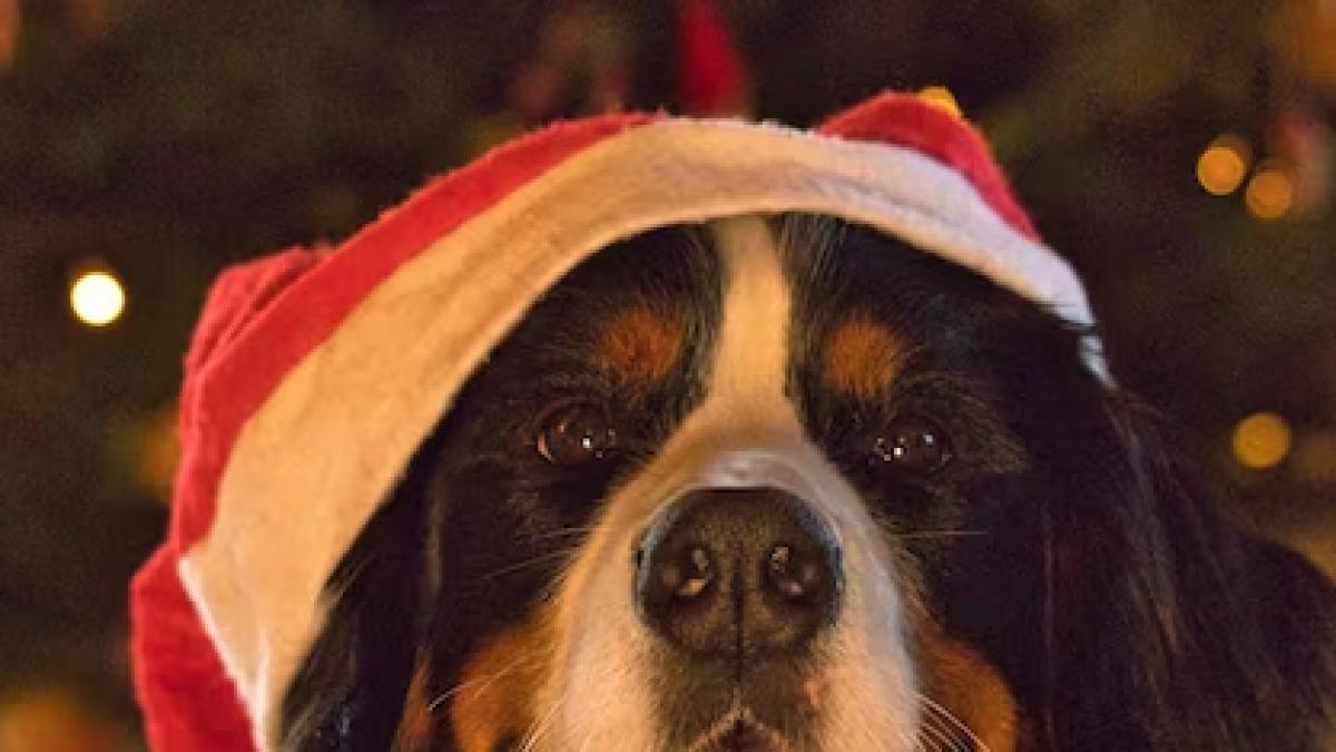 cute-shepherd-dog-with-santa-hat-home_181624-52967-jpg_sizeprc-3d626-extprc-3djpg-gaprc-3dga1-2-1889157705_51657200