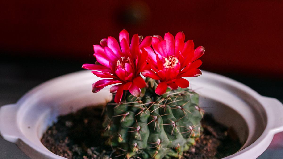 un-cactus-poate-inflori-in-2-saptamani--gradinarii-au-dezvaluit-secretul_32970600