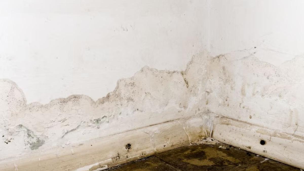 mucegaiul-va-disparea--un-remediu-simplu-care-ajuta-toate-gospodinele_80294000