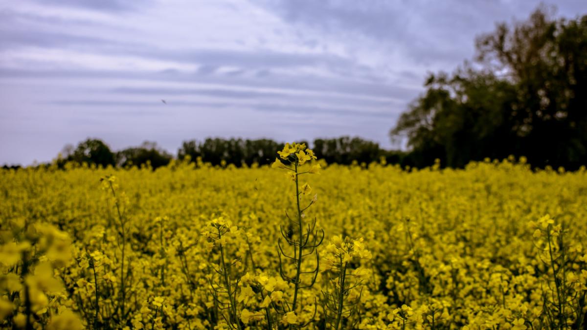 selective-shot-field-yellow-petaled-flowers-surrounded-by-trees-blue-sky_84832400