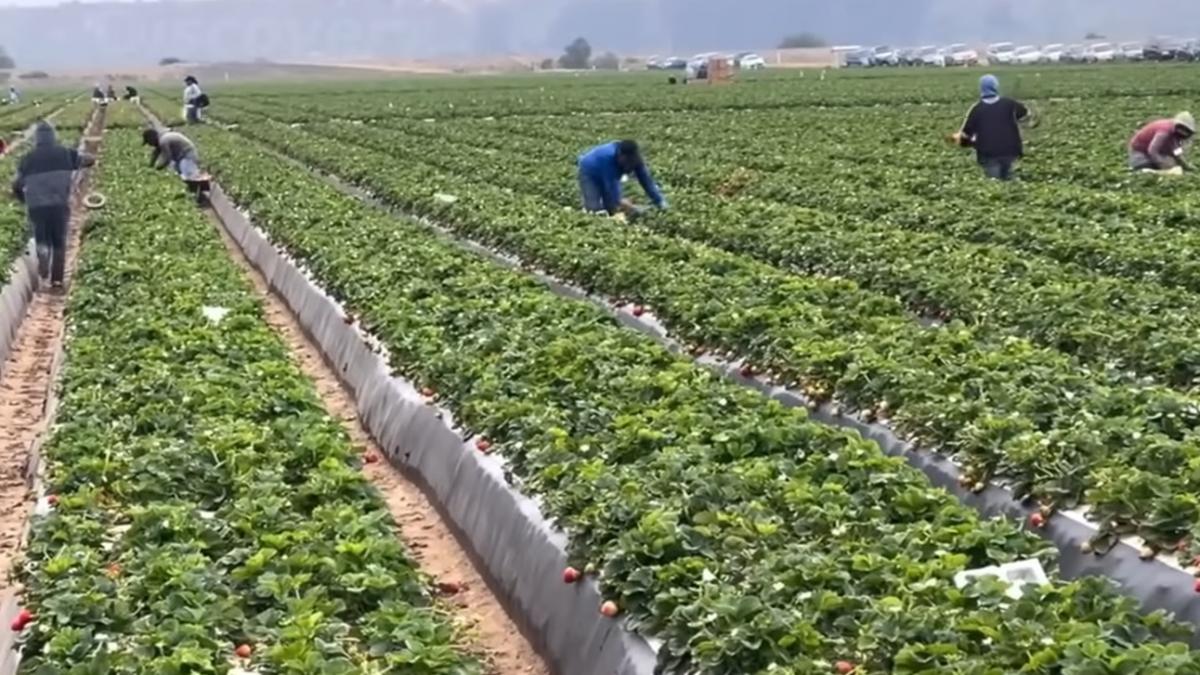 lucram-toata-luna--ma-plateau-doar-16-zile--abuzurile-asupra-muncitorilor-din-fermele-de-capsuni-din-spania-toata-lumea-profita-de-situatia-noastra-2