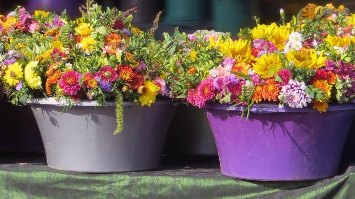 bataie-stradala-cu-ghivece-si-flori-intre-trei-barbati-din-botosani--batausii-au-fost-amendati_37683300