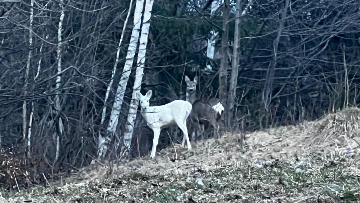 aparitie-rara-in-fauna-romaniei--imaginile-au-fost-surprinse-de-jandarmii-montani_56475300