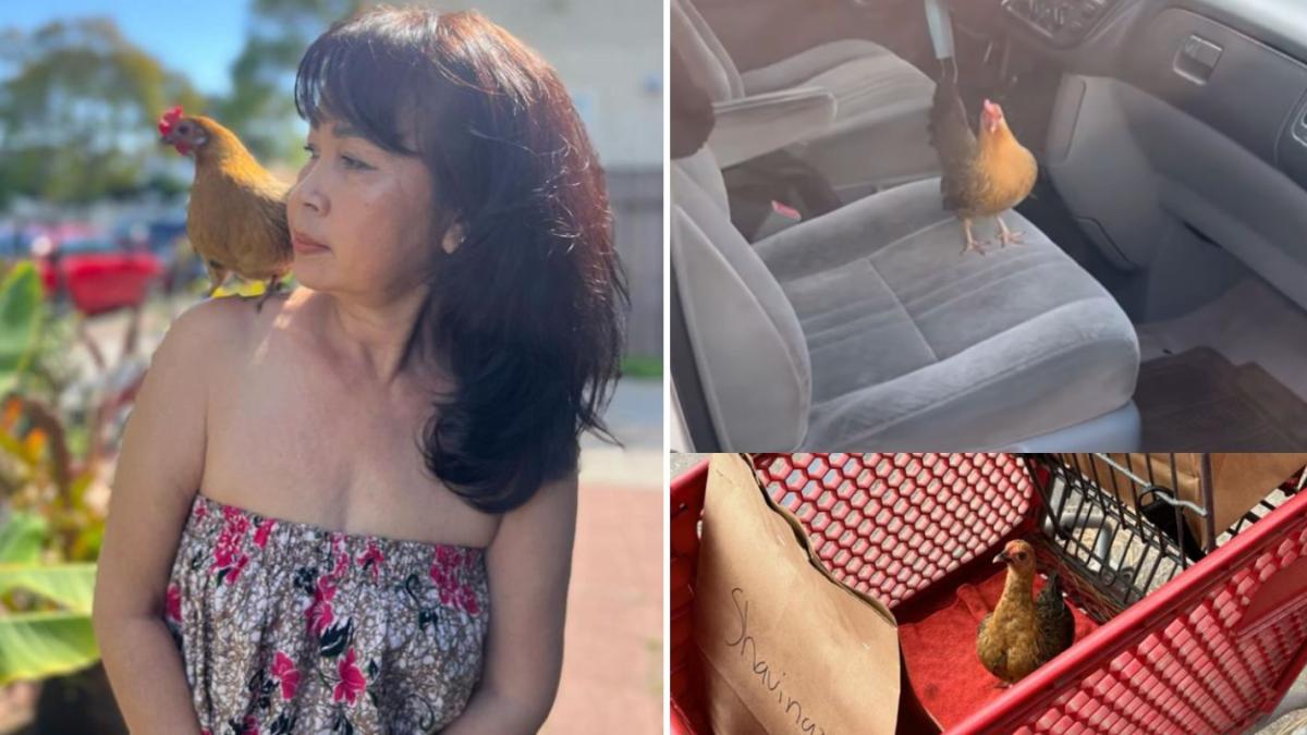 povestea-marinei-si-a-lui-koko_91900100