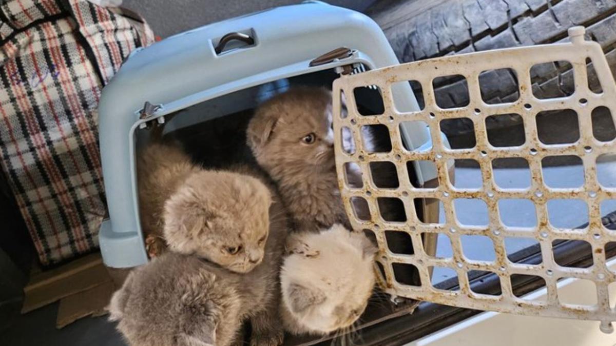 germania--un-roman-a-fost-prins-transportand-ilegal-18-pisoi-in-portbagajul-masinii--autoritatile-au-confiscat-animalele_37223600