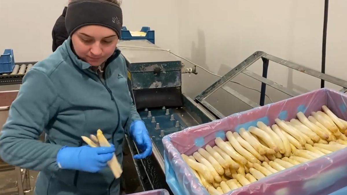 o-munca-obositoare--muncitorii-sezonieri-romani--oamenii-de-baza-la-culesul-sparanghelului-din-belgia-unii-isi-construiesc-deja-o-a-doua-casa-in-romania-4