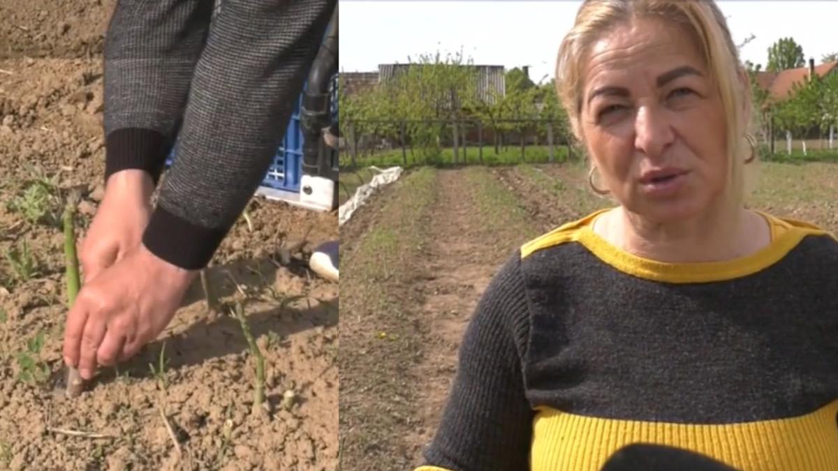 cuplu-de-romani--intorsi-din-germania-cu-o-idee-indrazneata-cultura-de-sparanghel_27138500