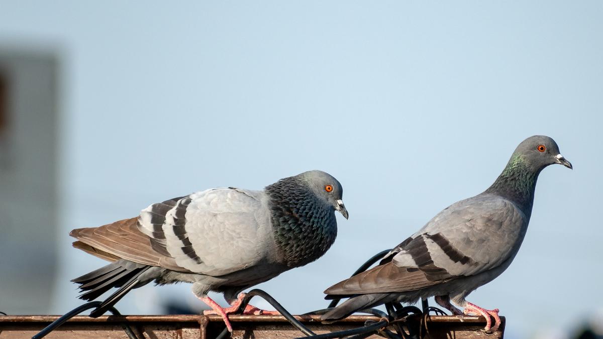 alerta-de-gripa-aviara-in-sua--prc-e2prc-80prc-9dstati-departe-de-pasarile-care-se-comporta-ciudatprc-e2prc-80prc-9d_40613500