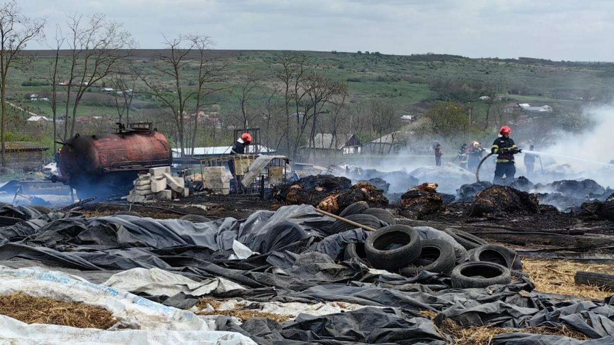 ferma-din-botosani--curprinsa-de-flacari-70-de-vaci-au-pierit-in-urma-incendiului--foto_15351400