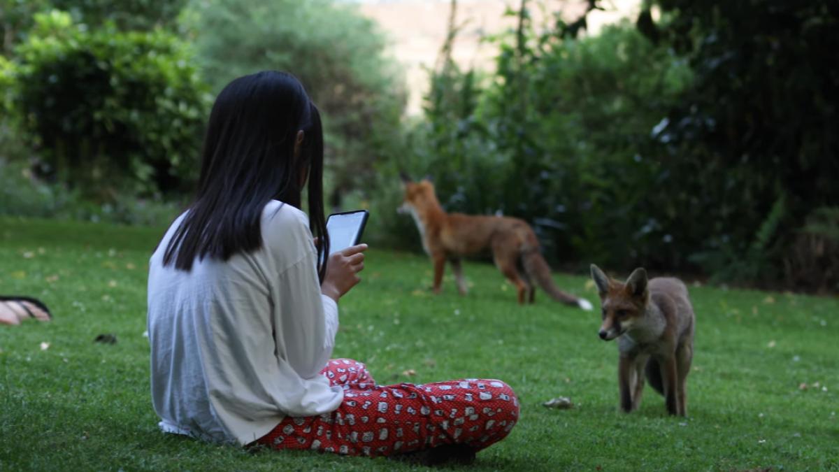 vulpi-londra_34587200