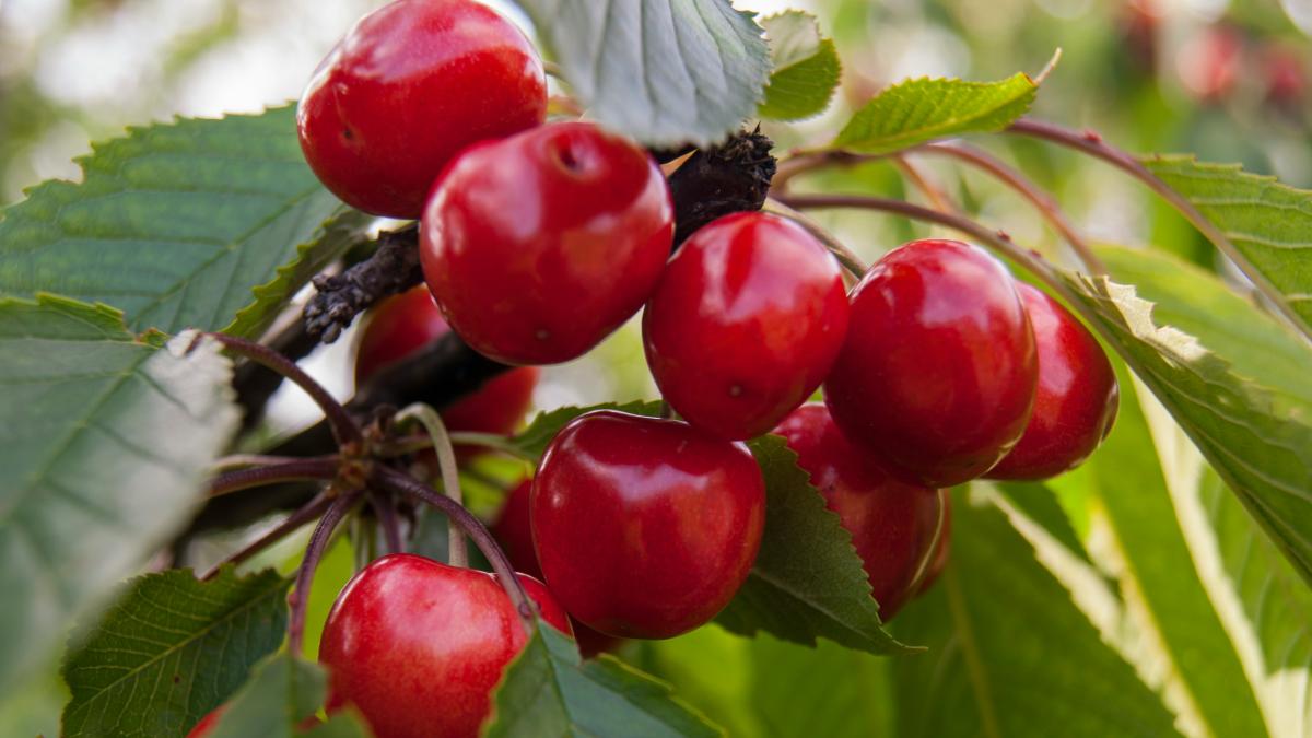 gala-iv-isofymkrrb8-unsplash_57474100