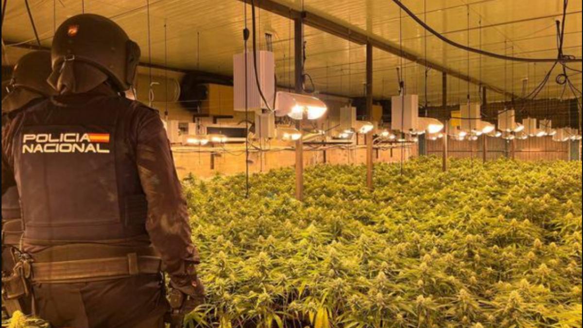 plantatie-marijuana-plantatie-cannabis-droguri-spania-policia-national-spania_52947100