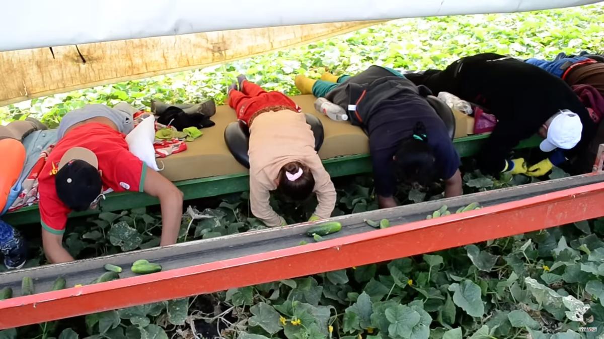 agricol-agricultura-munca-camp-campuri-muncitor_68453500