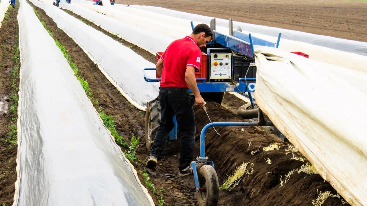 muncitori-romani-sparanghel-muncitori-germania_52280900