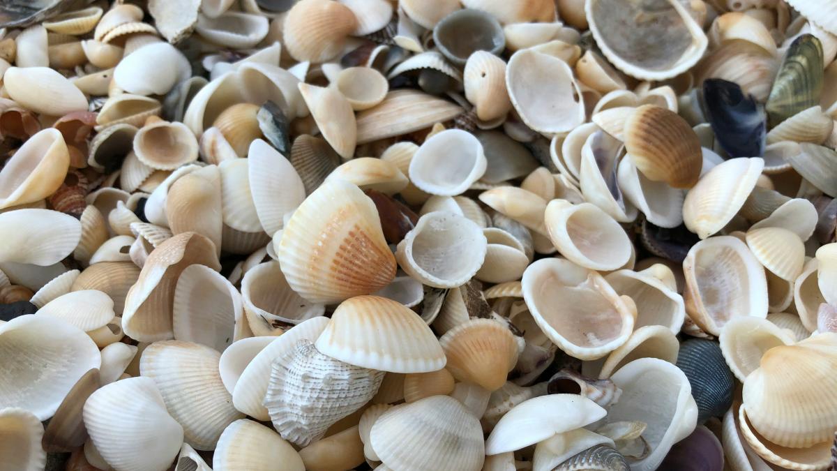 tyler-mower-pjjvbho3g9s-unsplash_60720400