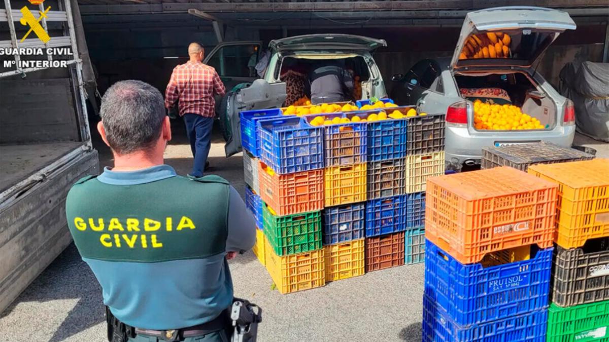 romani-spania-furt-de-portocale_27842600