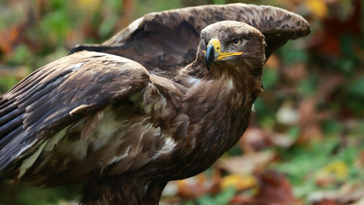 eagle-7553858_1920_86128200