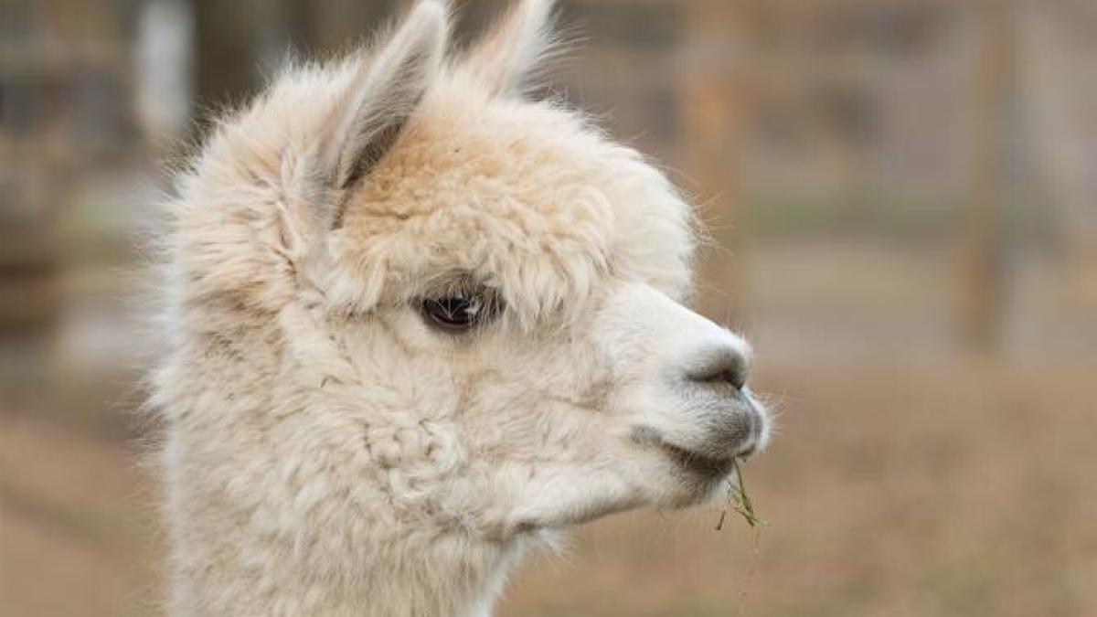 alpcaca-scabie-zoo-galati-usamv-cluj_94948800_18953800