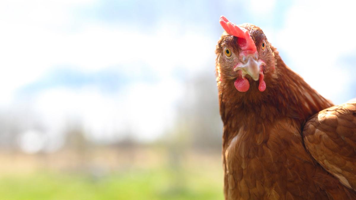 gaini-ascunse-printre-bagaje_42383400