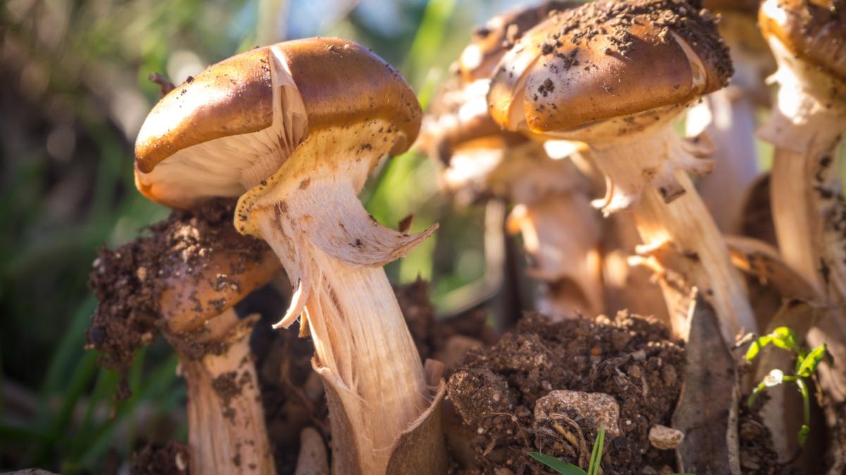 ciuperci-otravitoare-spital_26955200