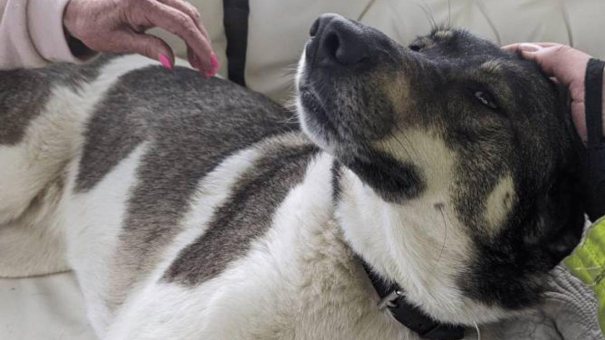 jessie-catelusa-adoptata-romania-eroina-anglia_99693400